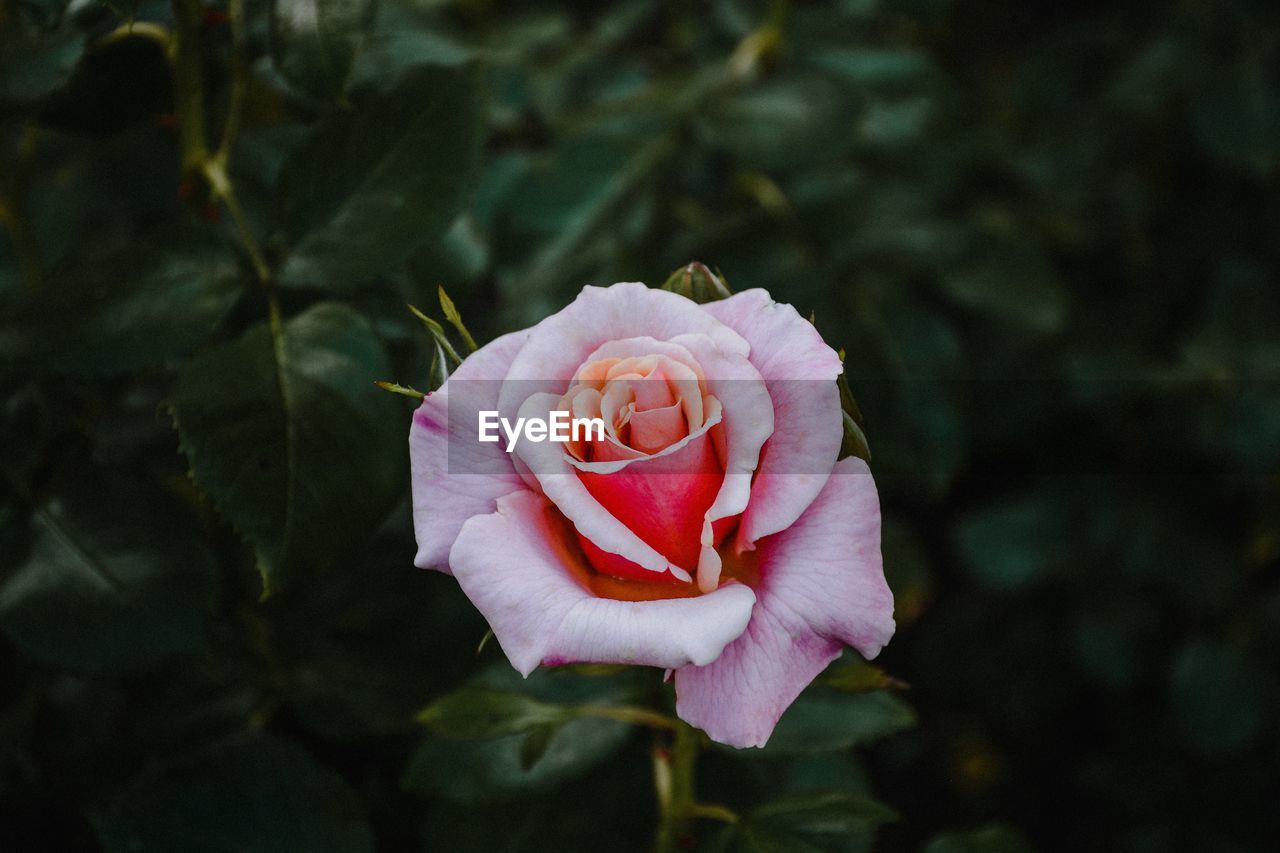 Close-up of pink rose