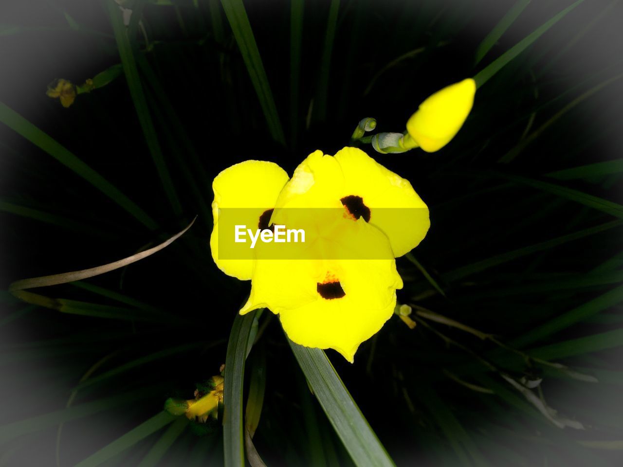 Directly above shot of yellow iris on field