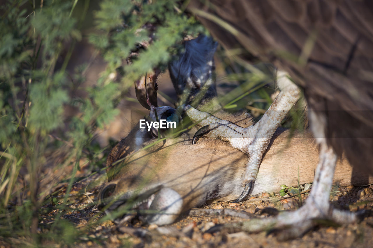 VIEW OF INSECT ON TREE