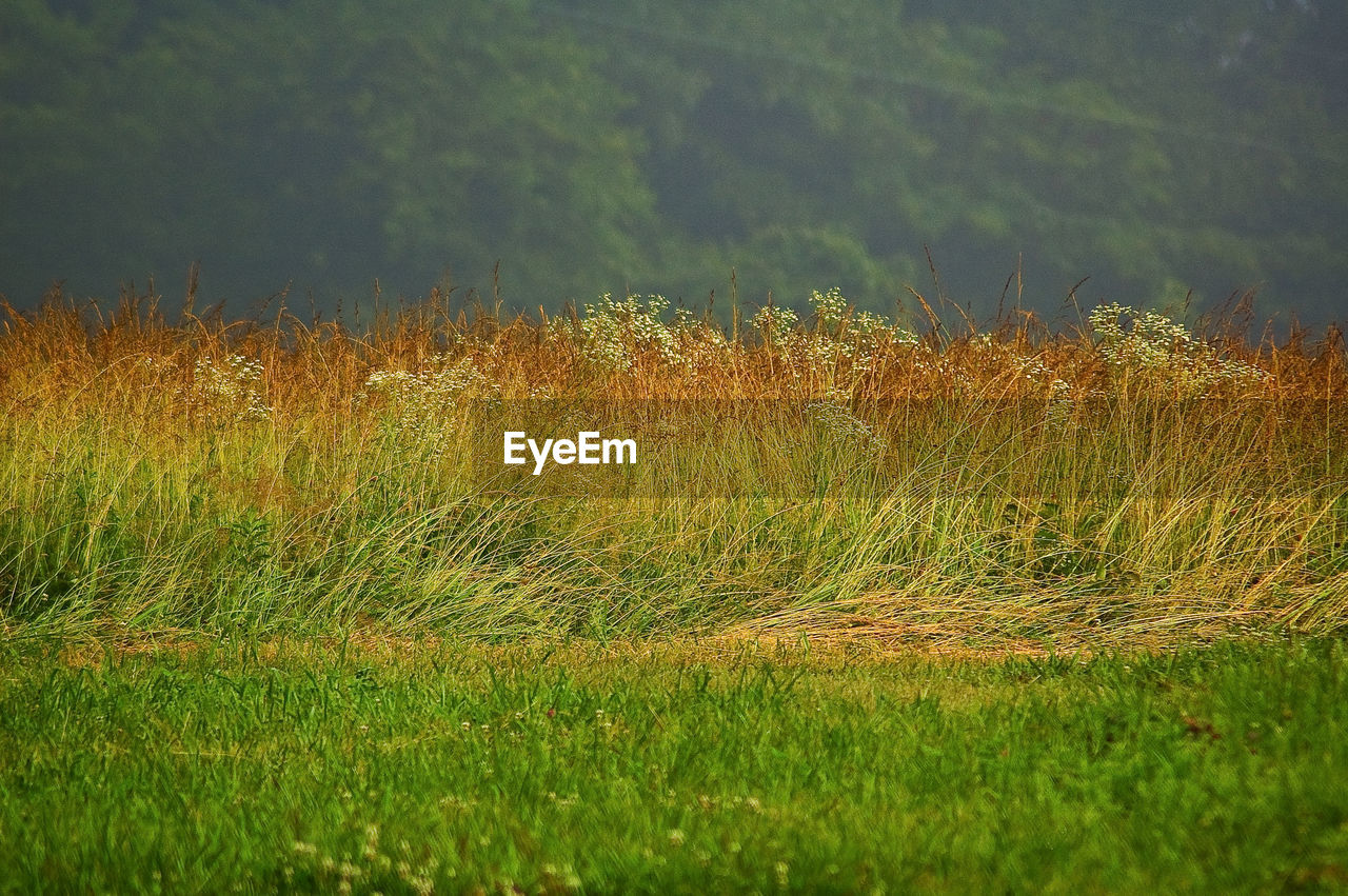 PLANTS GROWING ON FIELD