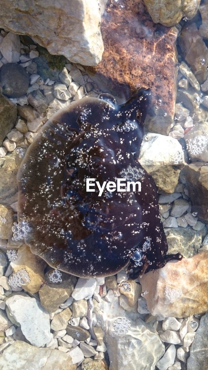 VIEW OF FISH ON ROCK