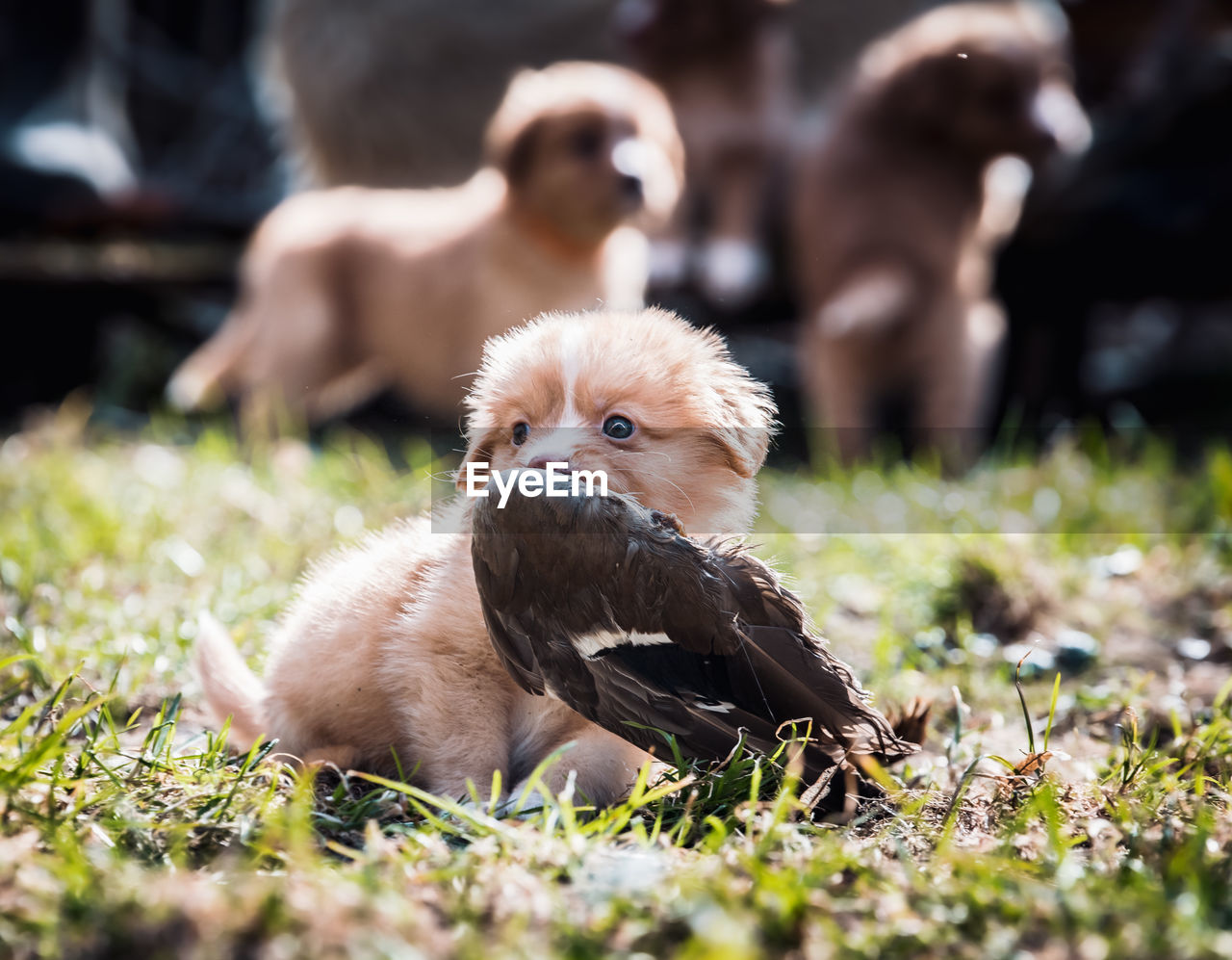 Playing dog
