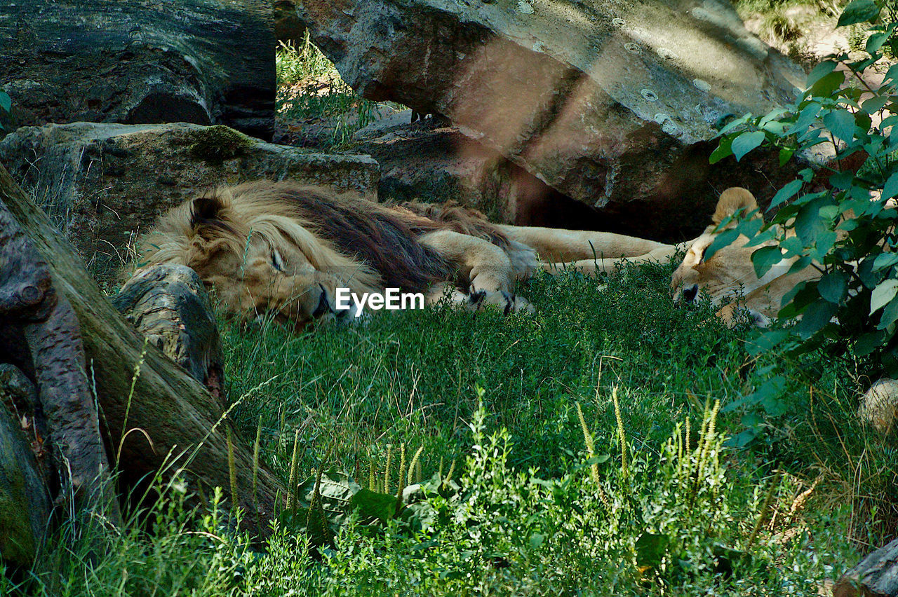 HIGH ANGLE VIEW OF AN ANIMAL ON FIELD