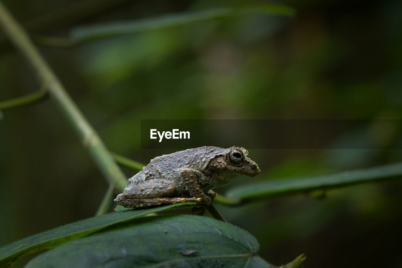 CLOSE-UP OF A FROG