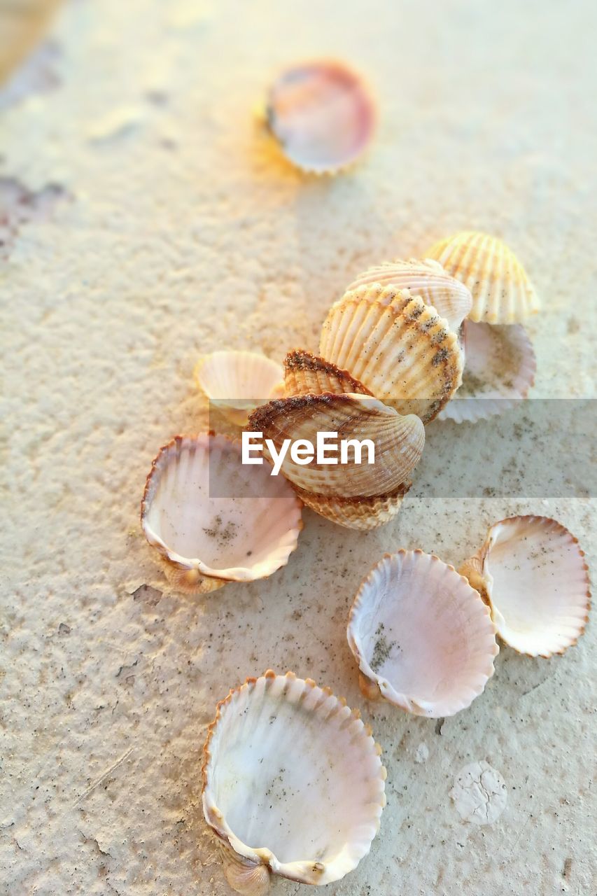 CLOSE-UP OF SEASHELL ON SAND