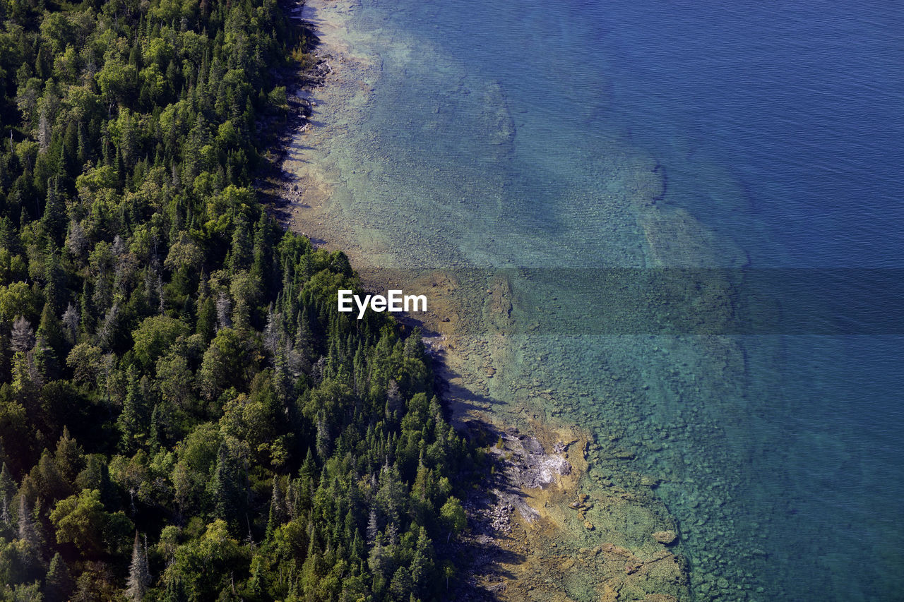 Aerial view of trees by sea