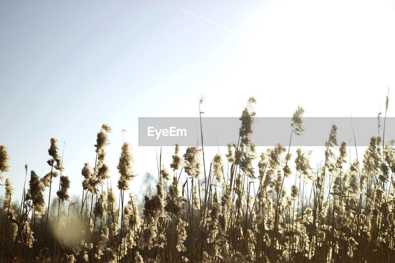CROPS GROWING ON FIELD AGAINST SKY