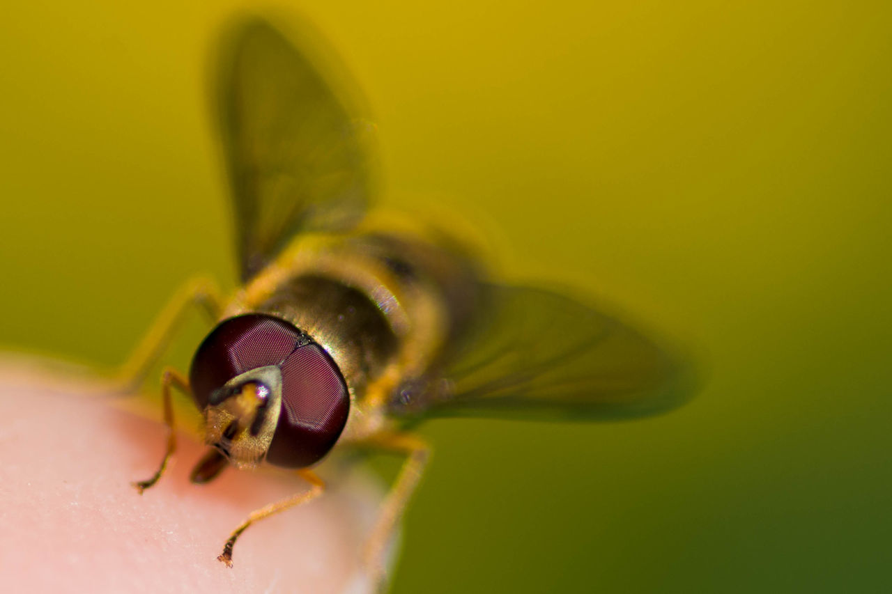 Close-up of bee