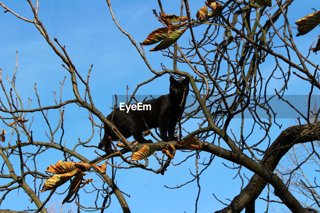 LOW ANGLE VIEW OF BIRD PERCHING ON BARE TREE AGAINST SKY