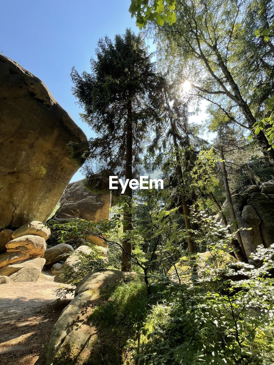 tree, plant, nature, low angle view, growth, rock, leaf, beauty in nature, day, no people, sky, branch, tranquility, outdoors, autumn, sunlight, wilderness, land, forest, scenics - nature, green, non-urban scene, flower, tree trunk, tranquil scene, trunk