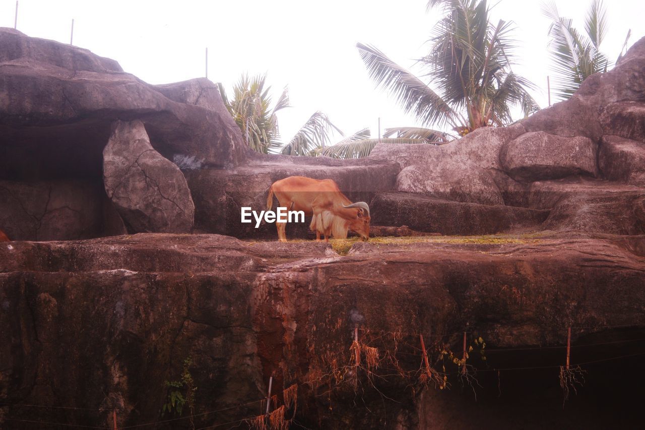 VIEW OF A HORSE ON ROCK