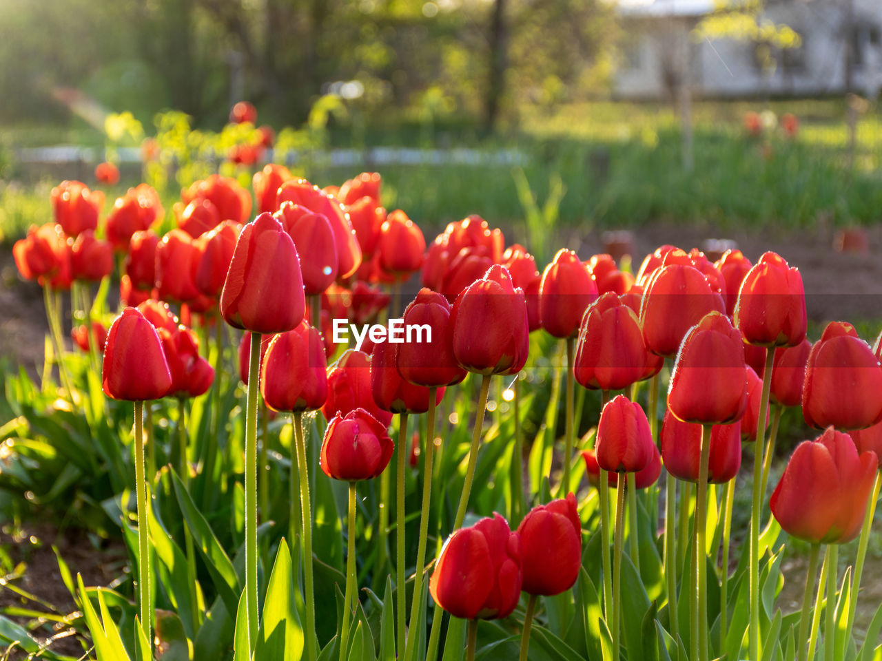 plant, flower, flowering plant, red, beauty in nature, freshness, nature, growth, tulip, field, land, close-up, landscape, fragility, springtime, petal, flowerbed, flower head, focus on foreground, inflorescence, no people, environment, green, outdoors, sky, grass, sunlight, day, multi colored, summer, blossom, rural scene, garden, leaf, plant part, botany, vibrant color, ornamental garden, front or back yard, tranquility, non-urban scene, tree, agriculture, landscaped, plant stem, selective focus