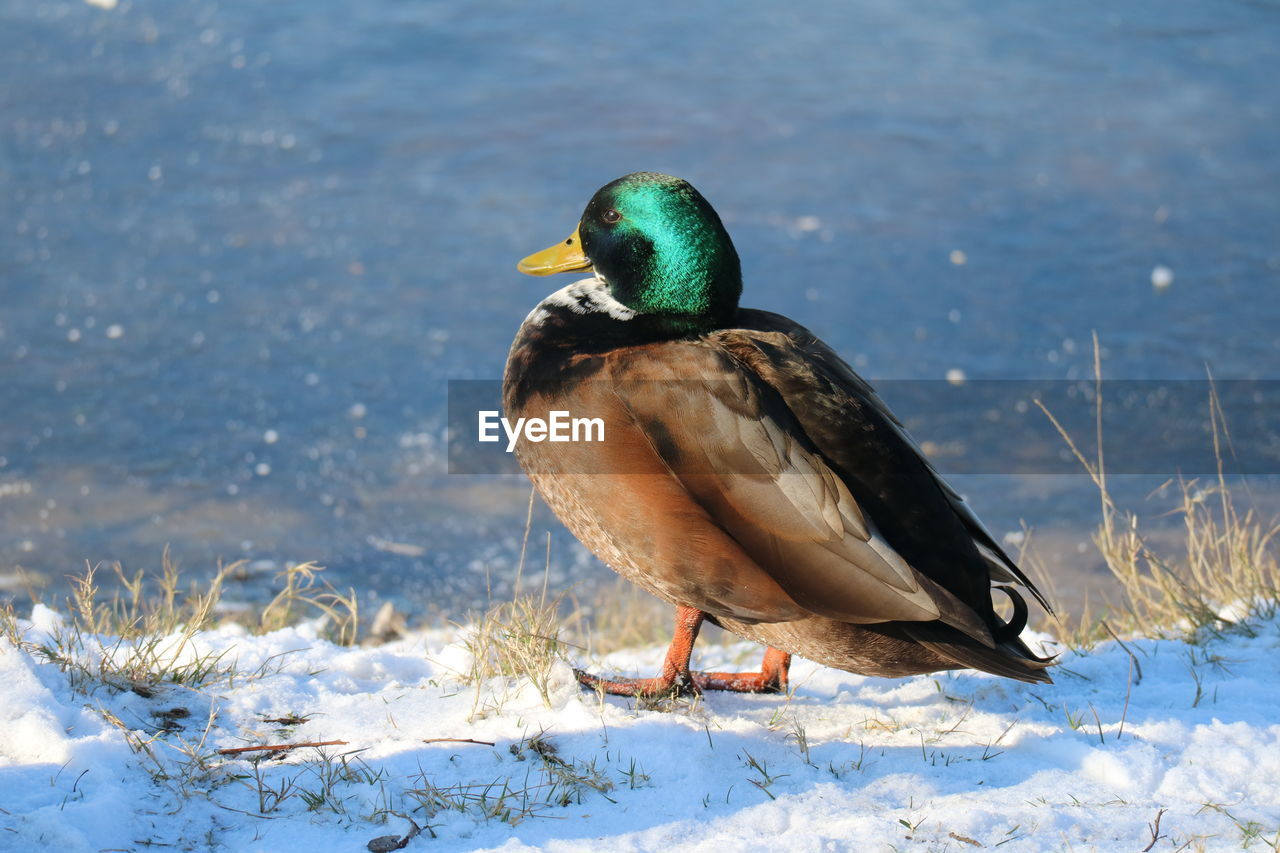 CLOSE-UP OF BIRD ON SNOW