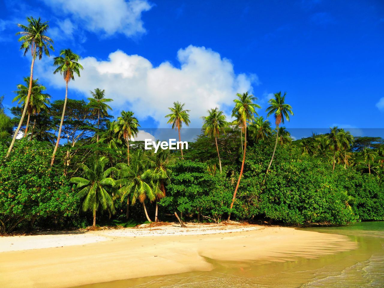 Palm trees on beach against blue sky