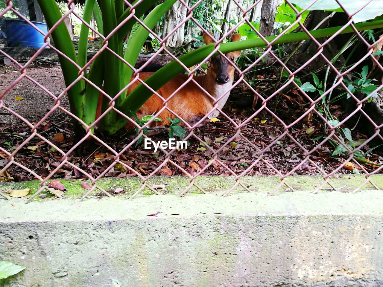 BIRD IN CAGE SEEN THROUGH CHAINLINK FENCE IN ZOO