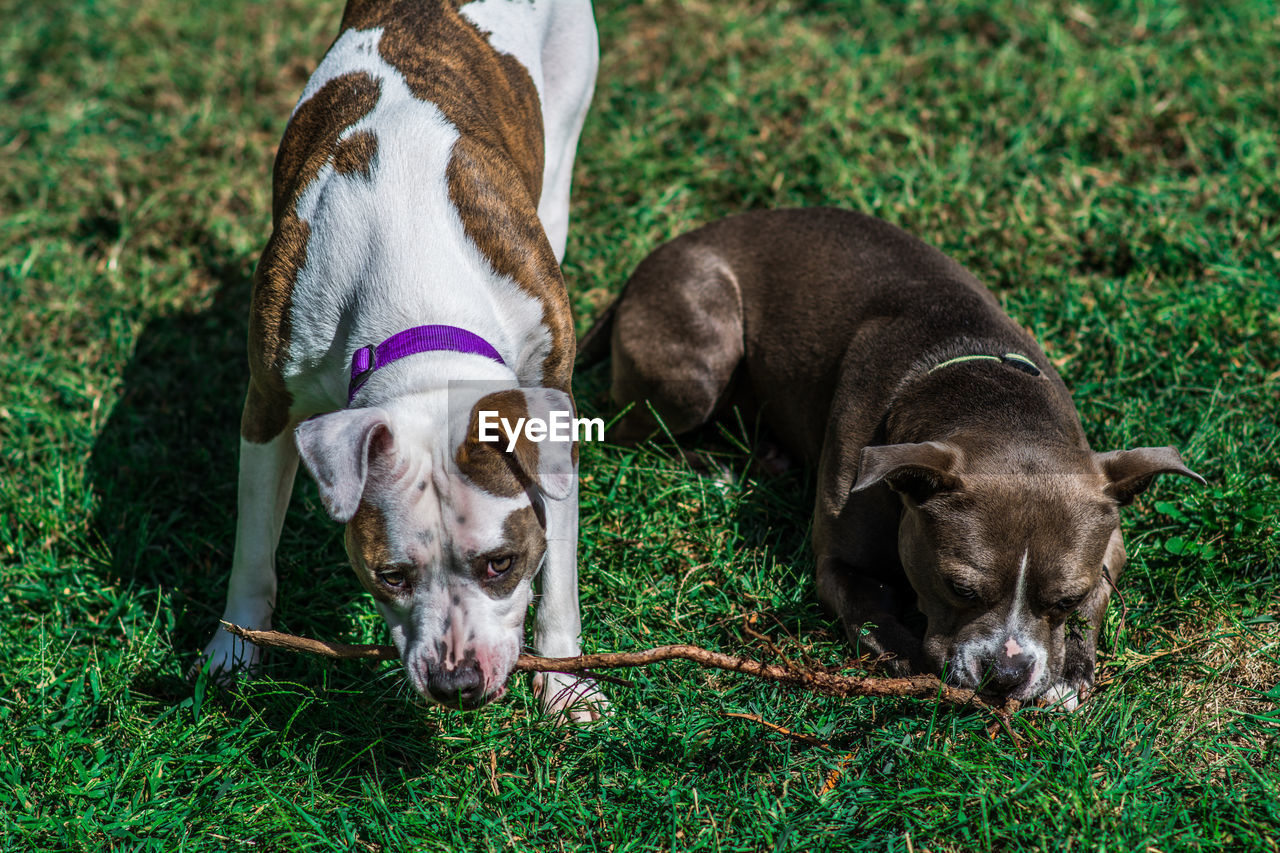 High angle view of dogs chewing branch