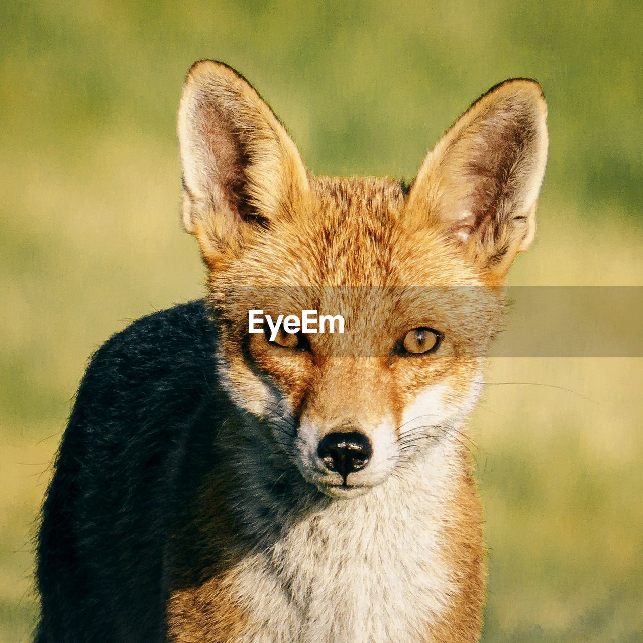 animal, animal themes, one animal, portrait, animal wildlife, wildlife, mammal, looking at camera, fox, red fox, no people, animal body part, nature, outdoors, animal head, close-up, front view, jackal, carnivore