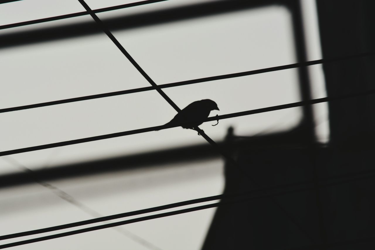 Low angle view of silhouette bird perching on cable