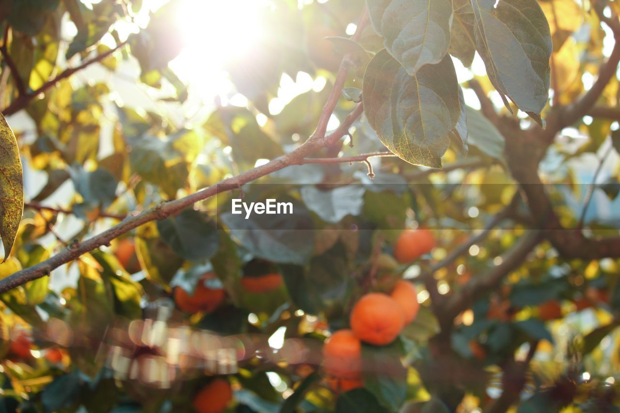 View of orange tree branches