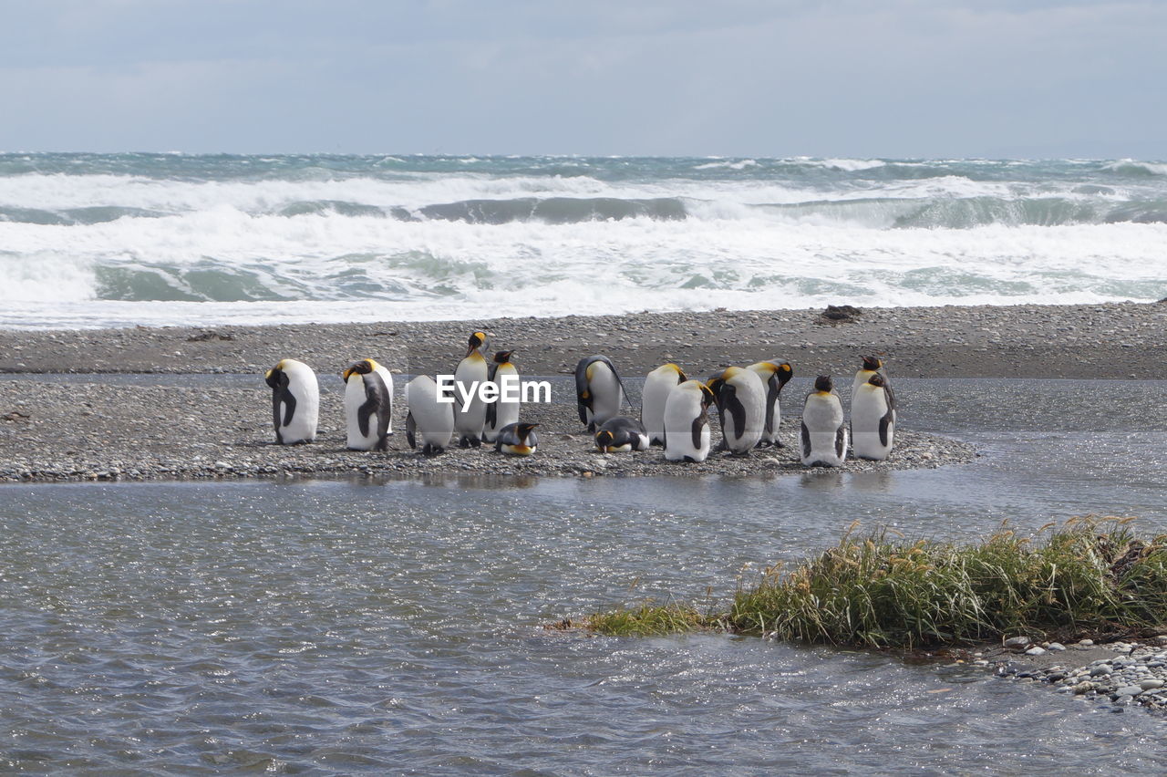 King penguin colony on the shore 