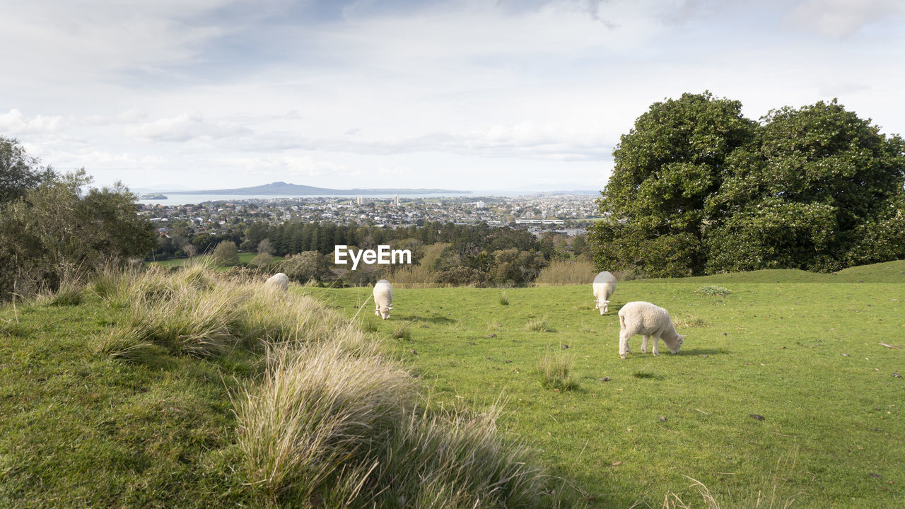 VIEW OF A SHEEP ON LANDSCAPE