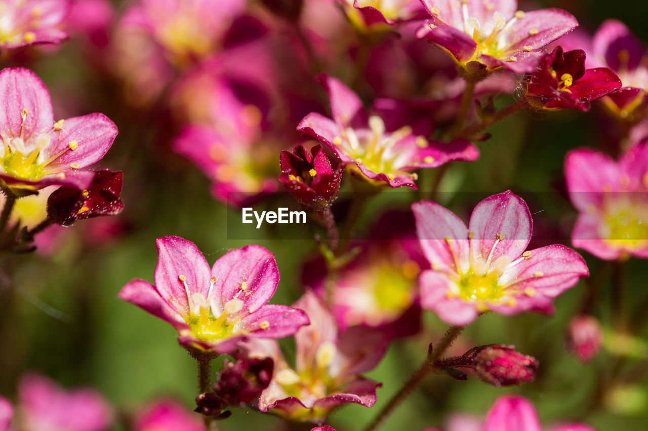 CLOSE-UP OF PINK FLOWERS ON FLOWERING PLANT