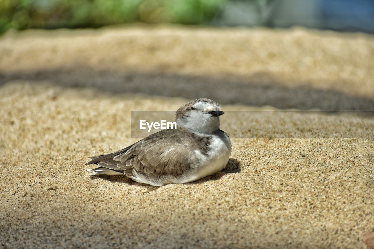 CLOSE-UP OF DUCK ON SAND