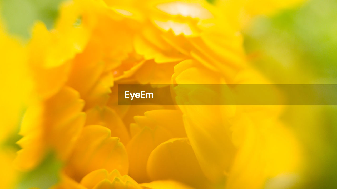 Close-up of yellow flower