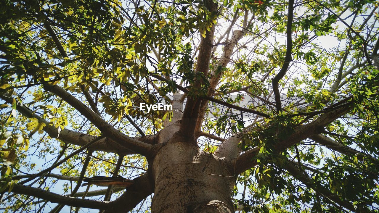 LOW ANGLE VIEW OF TREES IN FOREST