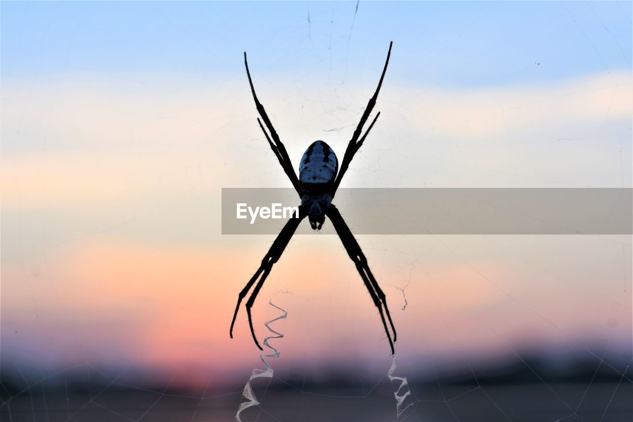 animal, spider, sky, nature, sunset, animal themes, silhouette, one animal, limb, macro photography, insect, close-up, focus on foreground, outdoors, no people, animal body part, animal wildlife, beauty in nature, wing