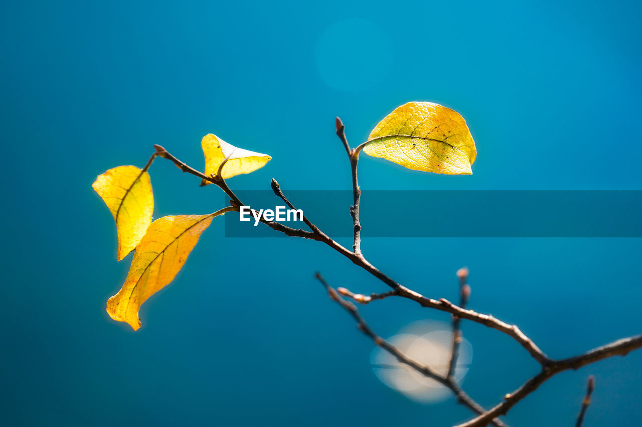 LOW ANGLE VIEW OF AUTUMN LEAF AGAINST CLEAR BLUE SKY