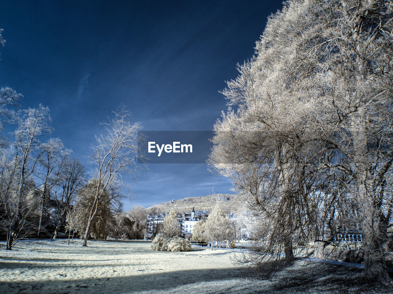 Trees on snow covered landscape against blue sky