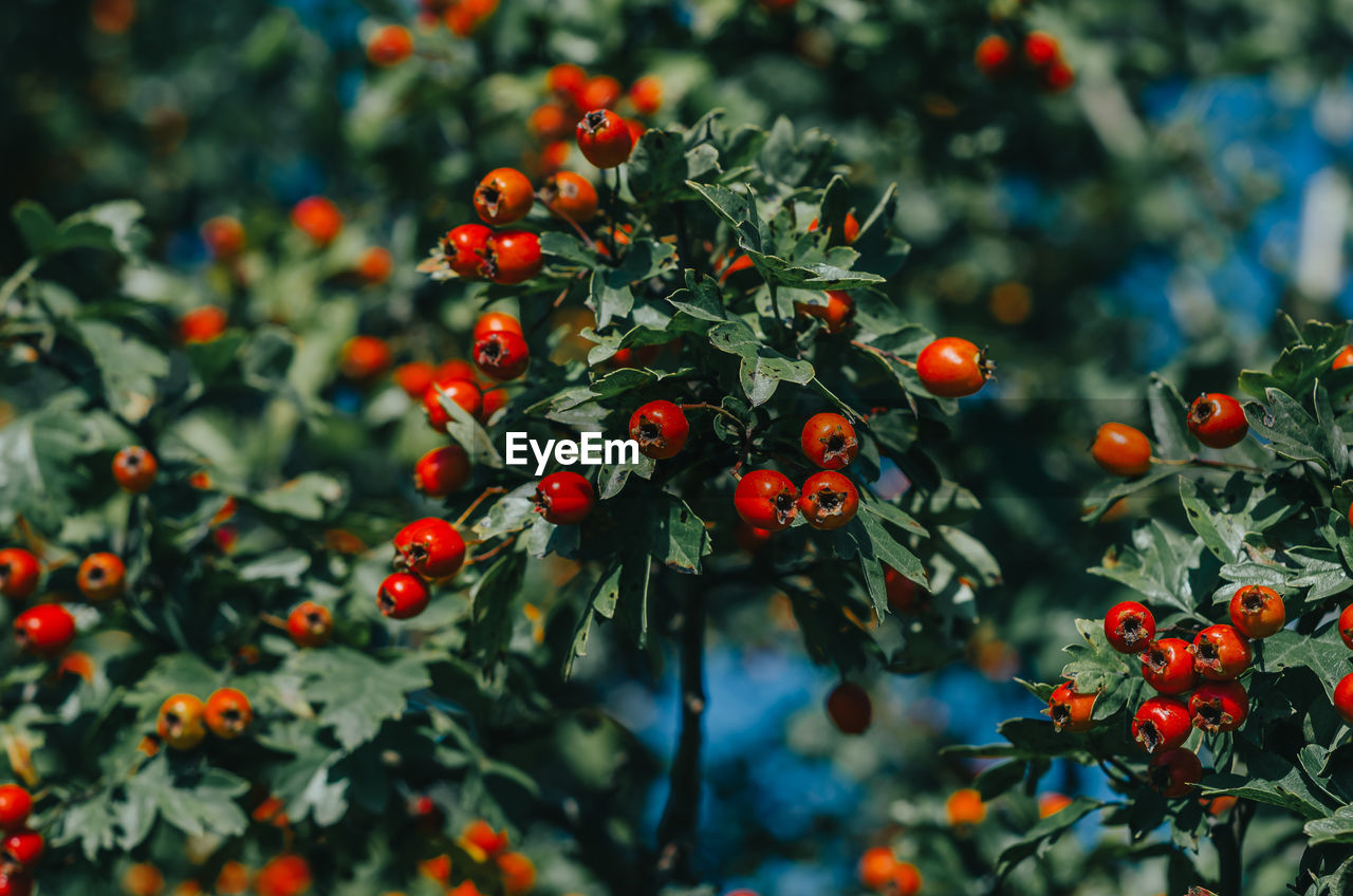 Bright red hawthorn on background of green leaves. medicinal plant. treatment of heart disease. 