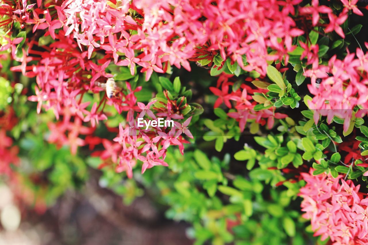 CLOSE-UP OF PINK FLOWERS BLOOMING