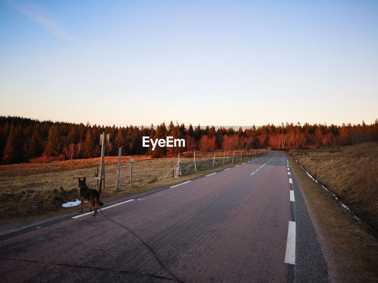 View of dog on road against clear sky