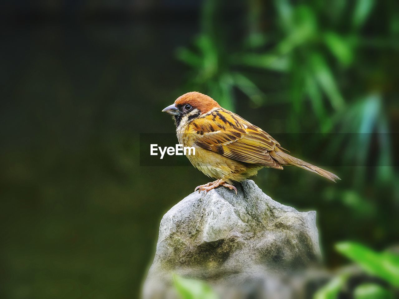 Close-up of bird perching outdoors