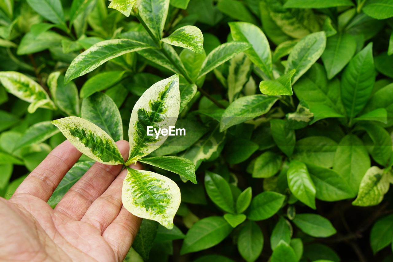Close-up of hand holding leaves