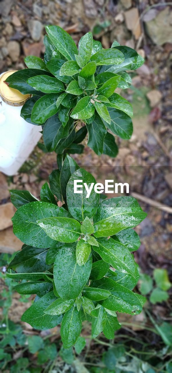 leaf, plant part, plant, green, growth, nature, flower, day, food and drink, food, freshness, beauty in nature, no people, close-up, outdoors, produce, herb, focus on foreground, high angle view