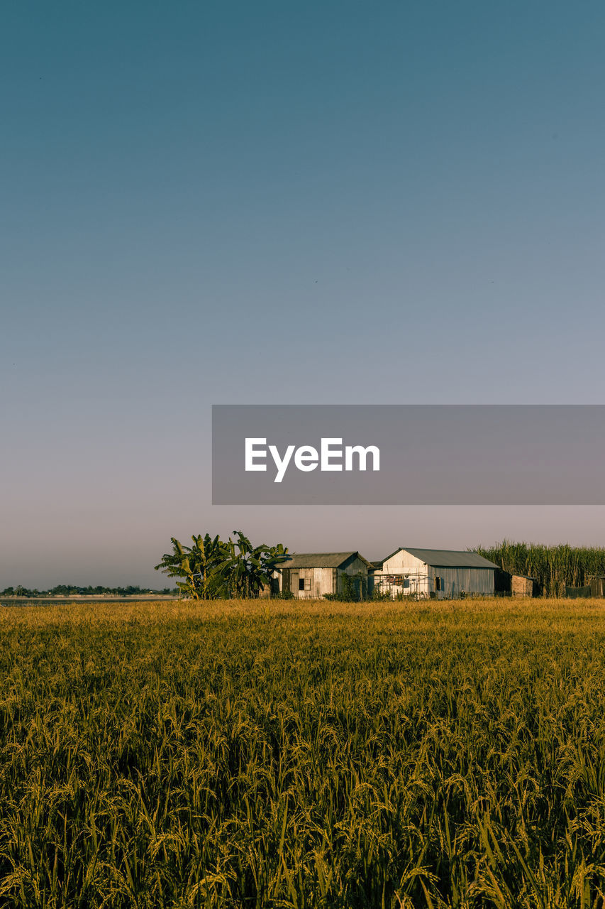 Scenic view of agricultural field against clear sky