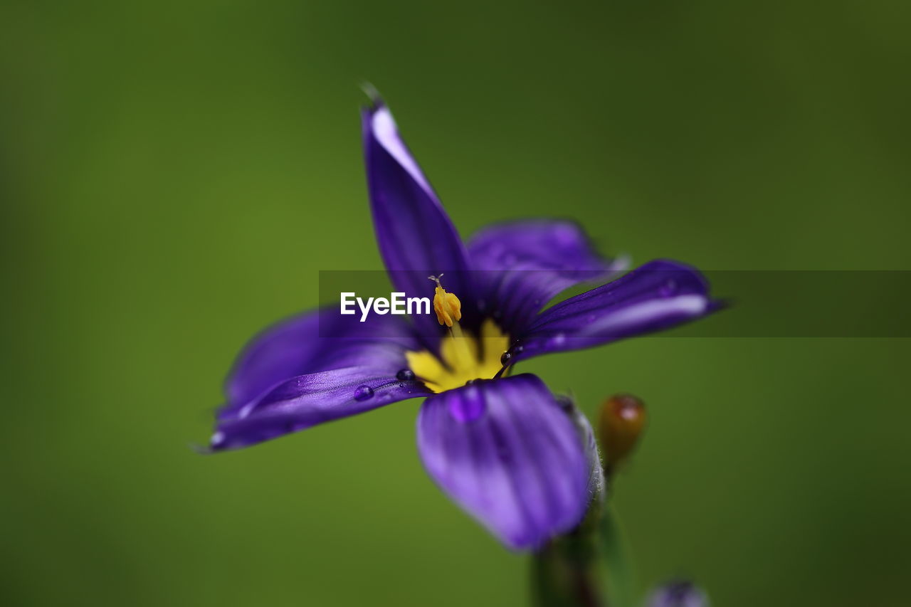 Close-up of purple flower blooming