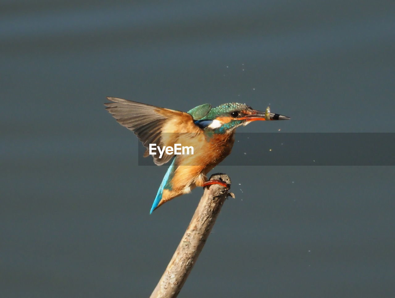 CLOSE-UP OF BIRD FLYING IN THE BACKGROUND