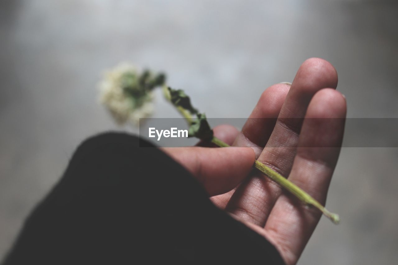 Cropped hand of person holding dry flower