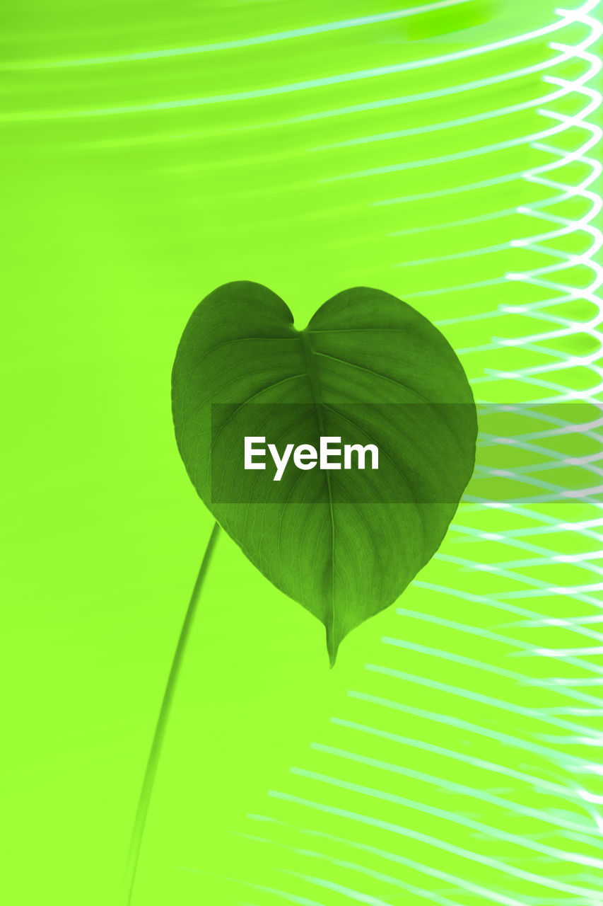 green, leaf, plant part, heart shape, positive emotion, yellow, love, no people, nature, petal, plant, heart, flower, emotion, creativity, colored background, circle, close-up, pattern, outdoors, studio shot, backgrounds, beauty in nature