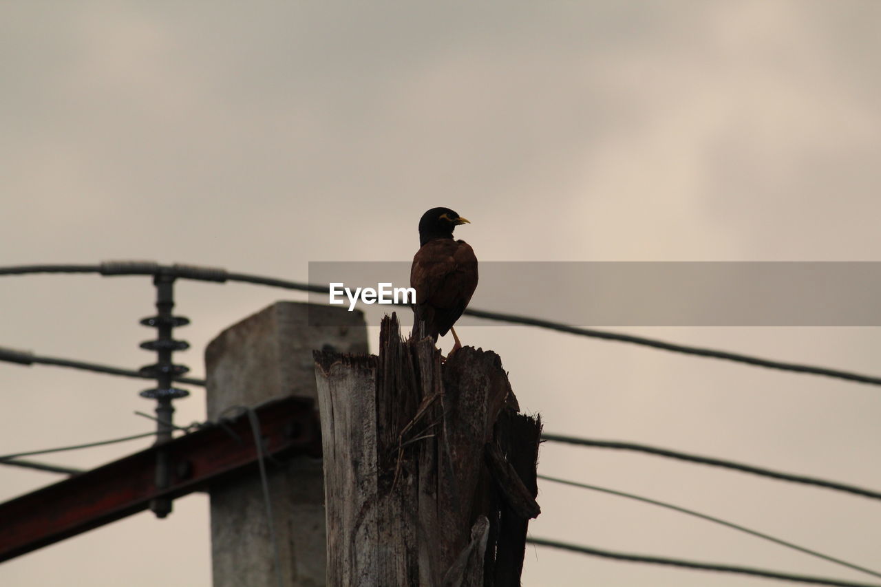 Low angle view of bird perching on wooden post against sky