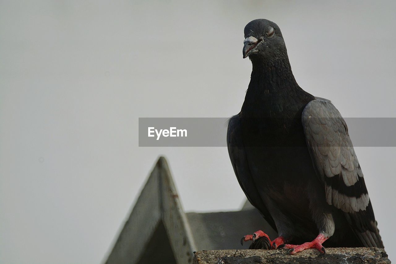 VIEW OF PIGEON PERCHING ON A WALL