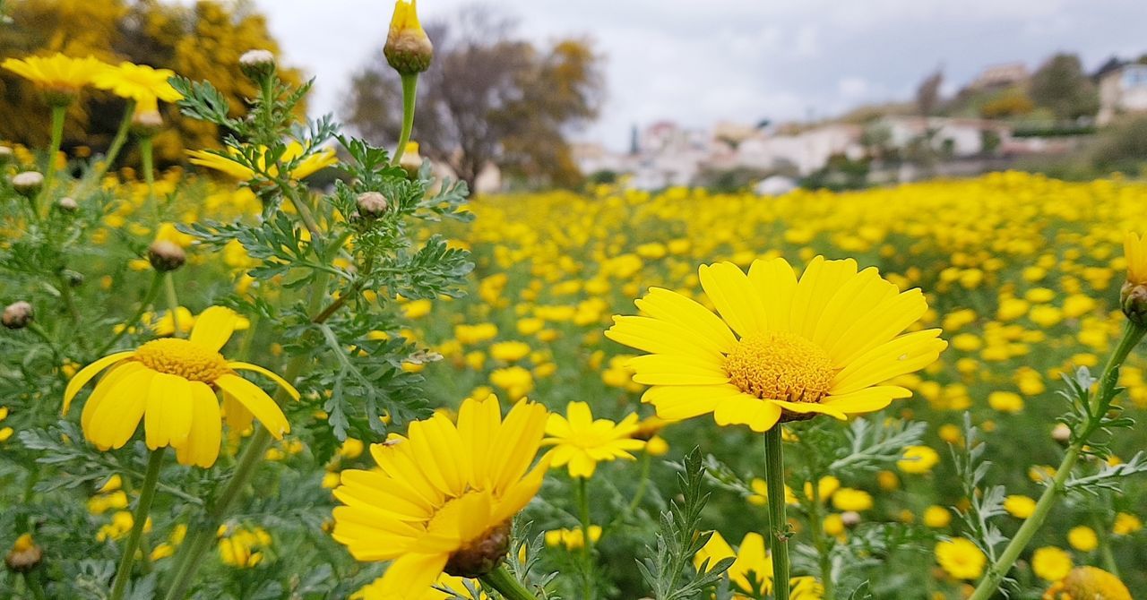 Close-up of yellow flowers blooming in field