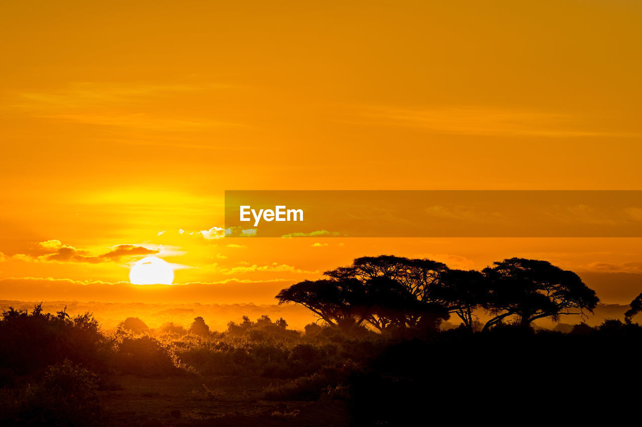 SCENIC VIEW OF SILHOUETTE TREES AGAINST ORANGE SKY