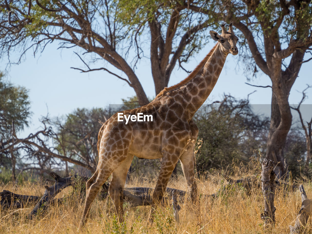 Giraffe walking on field against trees, moremi game reserve, botswana
