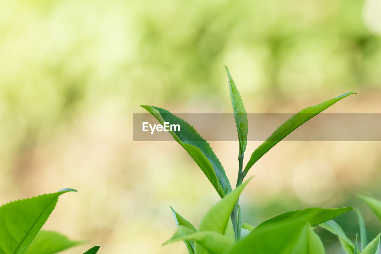 Close up and selective focus fresh green tea leaves blur bokeh in plantation