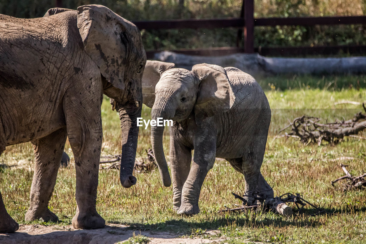 VIEW OF ELEPHANT ON LAND